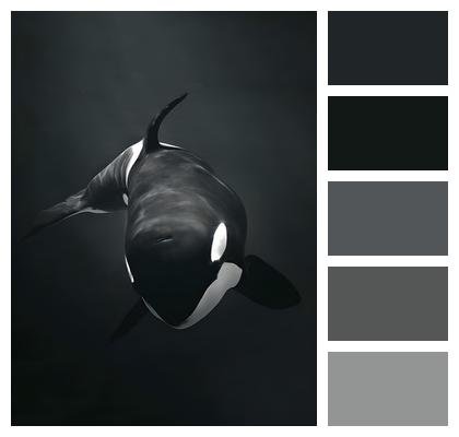 Killer Whale Mammal Orca Image